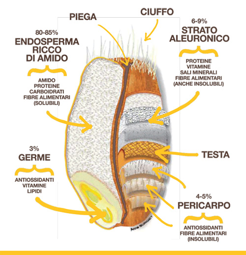breakfast at lizzy's: Farine: cosa c'è da sapere
