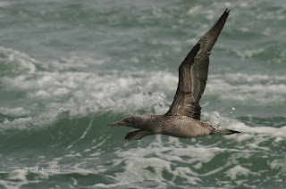 Alcatraz atlántico, Morus bassanus, Northern Gannet