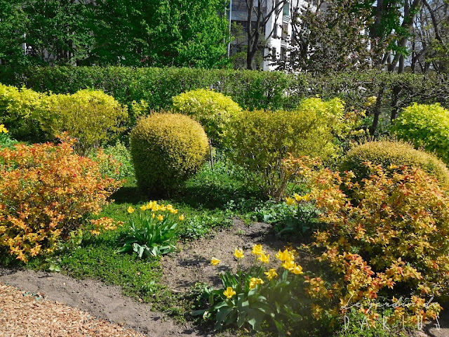 Au Gre Du Jardin L Embarras Du Choix Parmi Les Choisyas