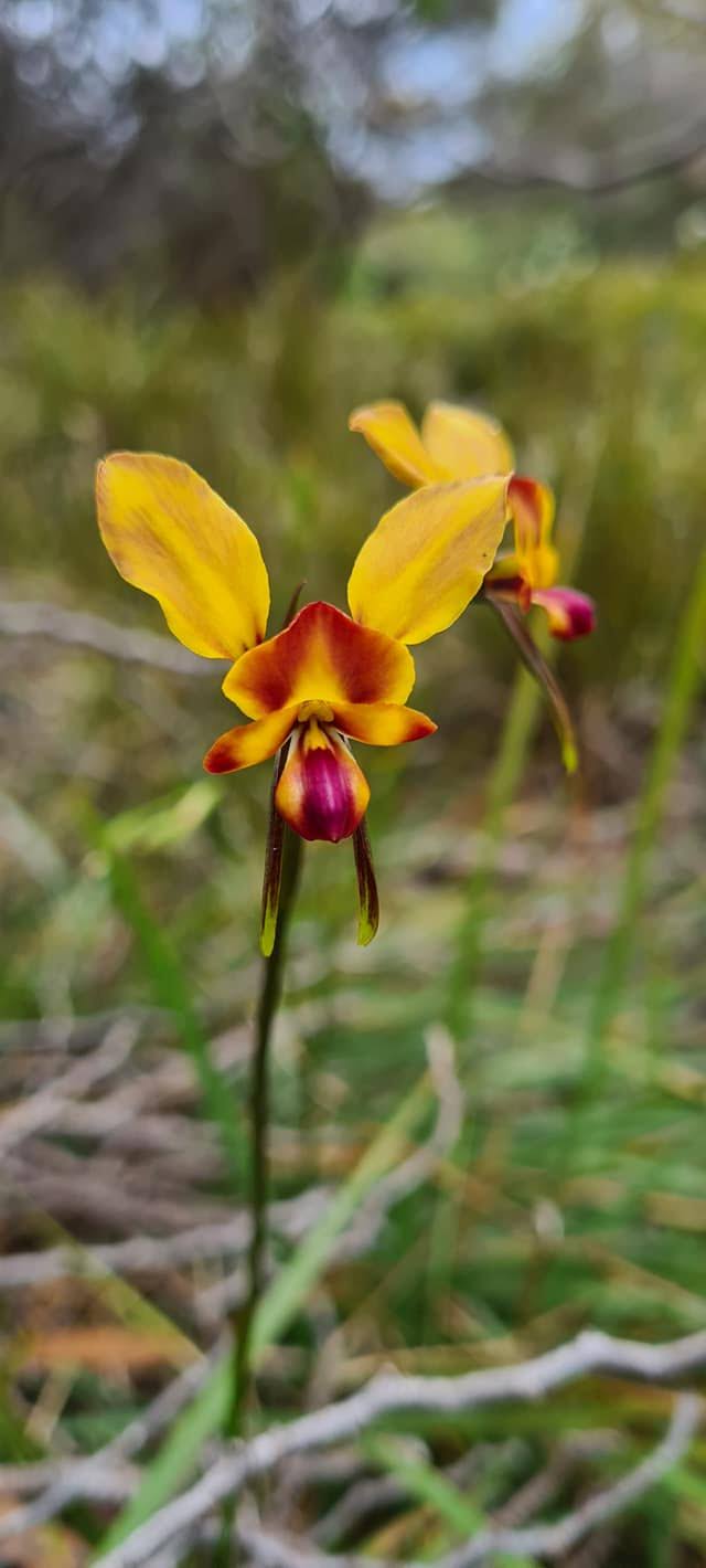 Diuris orientis