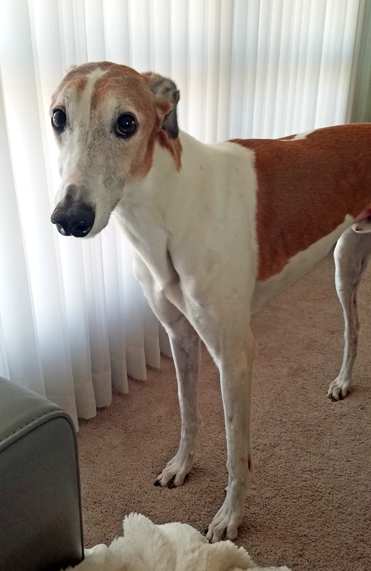 image of Dudley the Greyhound standing in the living room looking at me, with his ears folded back