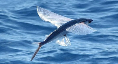 الأسماك الطائرة تتواجد في المناطق الاستوائية