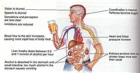 What alcohol does to your body