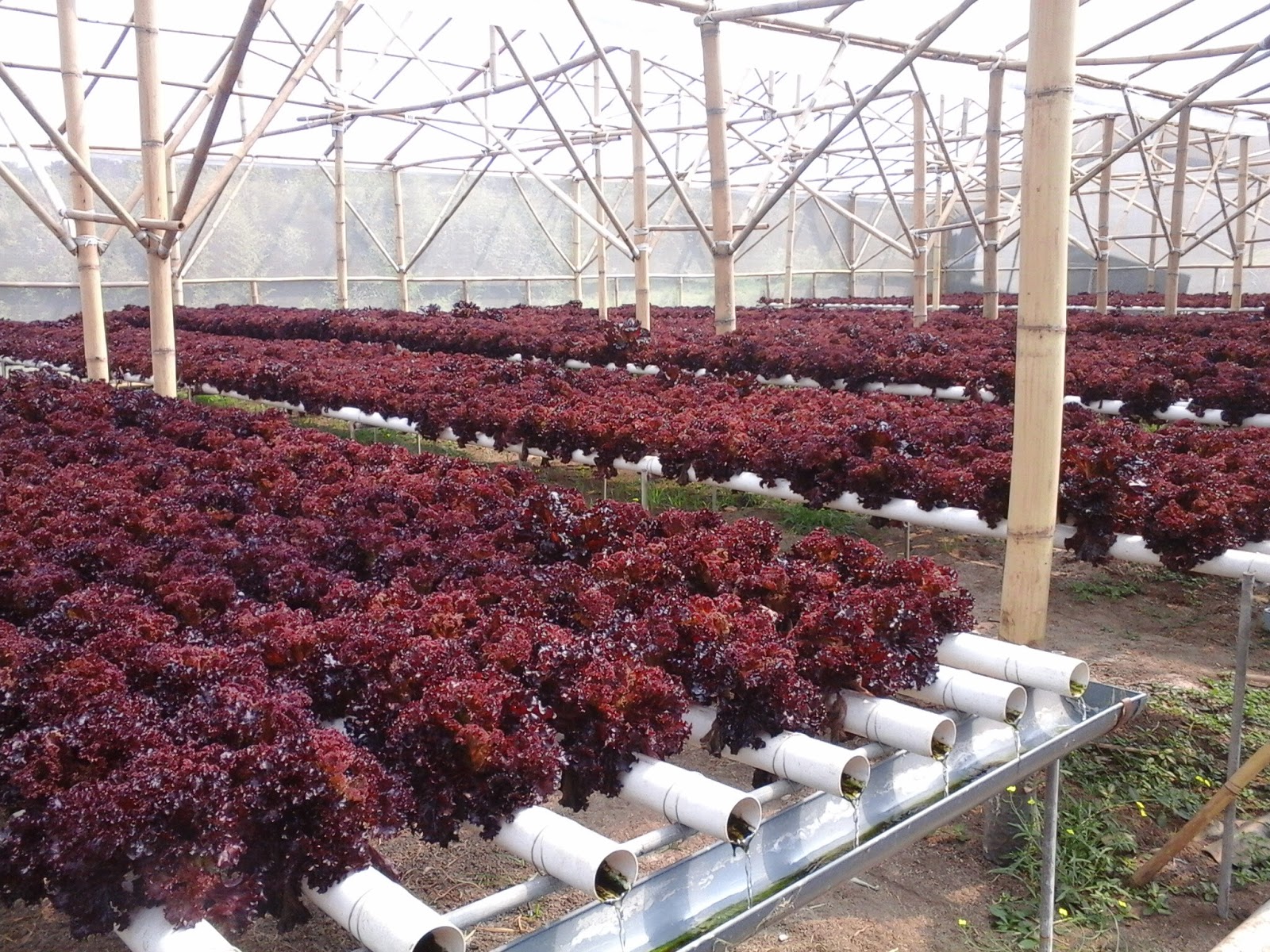 Foto Keren Amazing Farm