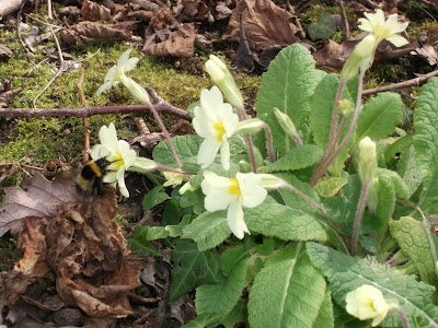 Primroses in Heavy Oak Coppice visited by bumblebee. Photo: Dave Edwards