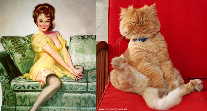 Cats That Look Like Pin Up Girls ~ Damn Cool Pictures