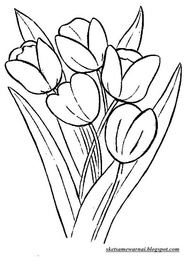  Sketsa  Mewarnai Gambar  Bunga Tulip Sketsa  Mewarnai