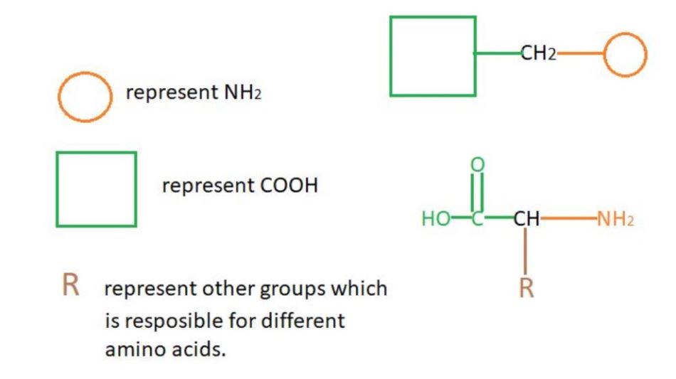 6+2+2 and 3+3+2+2 Trick to remember 20 amino acids