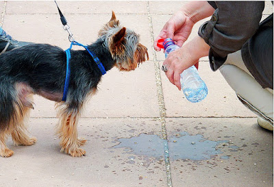 alt="perro recibiendo agua fresca"