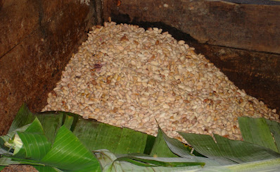 Cajón de madera para fermentar cacao.