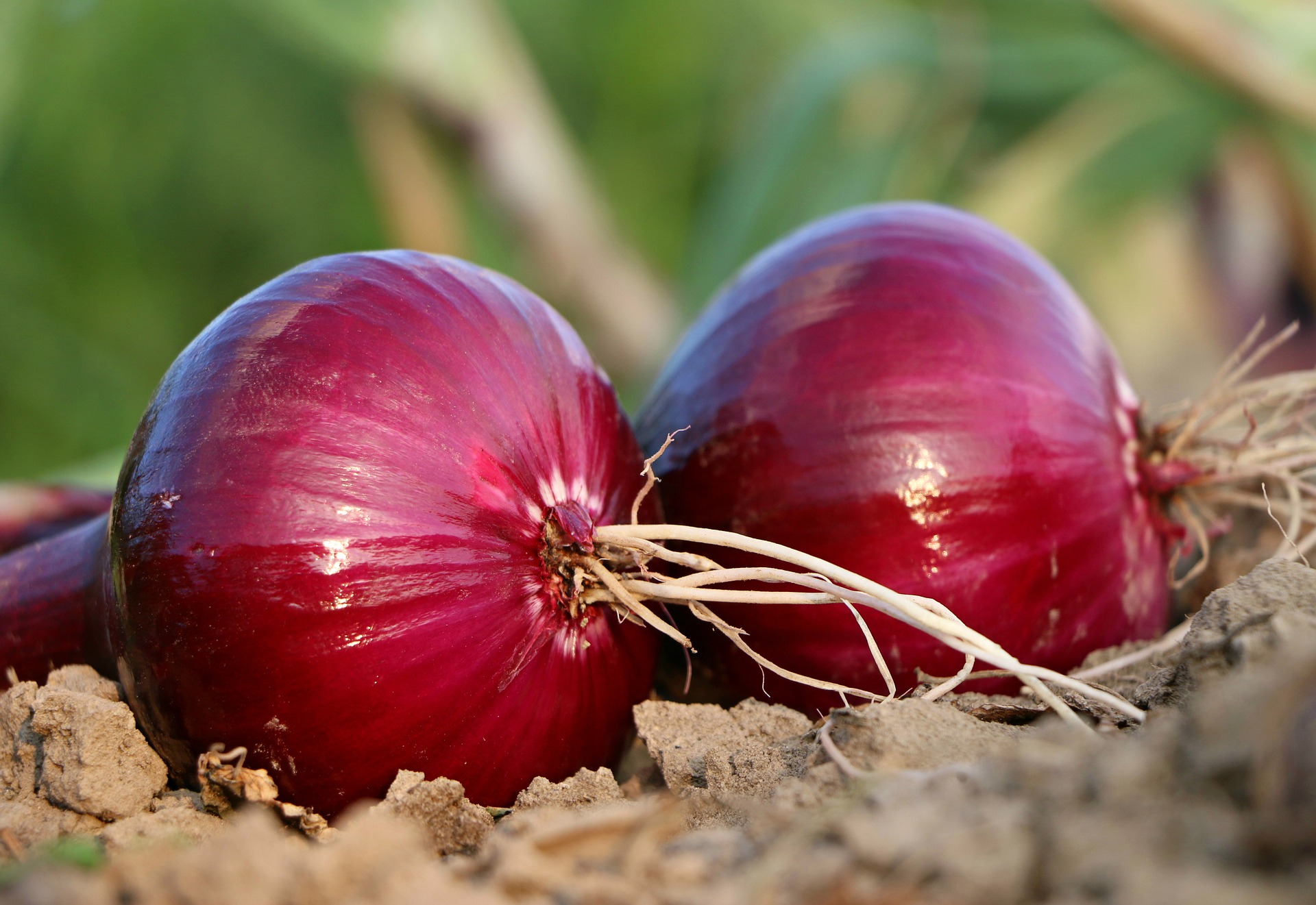 The benefits of red onion