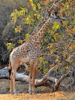 Giraffa camelopardalis thornicrofti