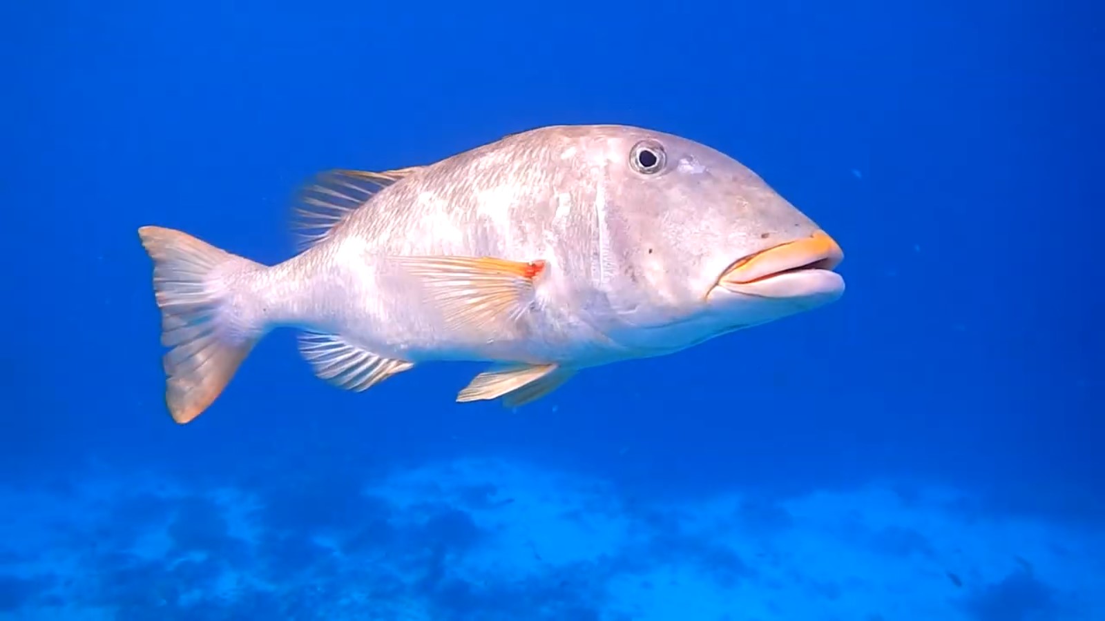 Mengenal Jenis Jenis Ikan Karang Demersal Cerita Pesisir Mengenal Jenis Jenis Ikan Karang Demersal Cerita Pesisir