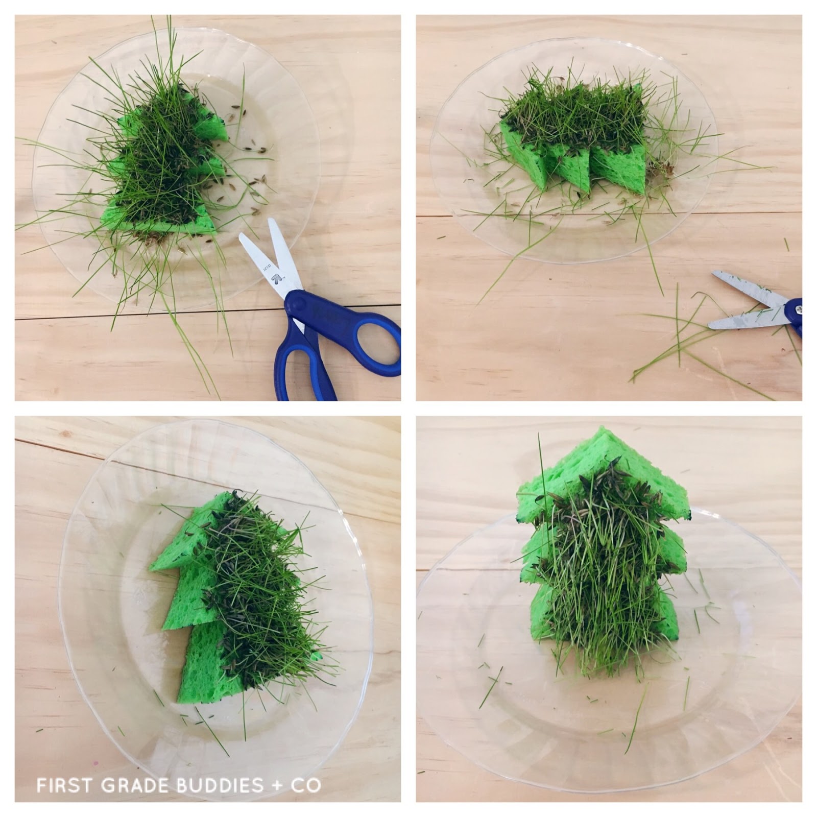 Simple Science Grow a Christmas Tree First Grade Buddies