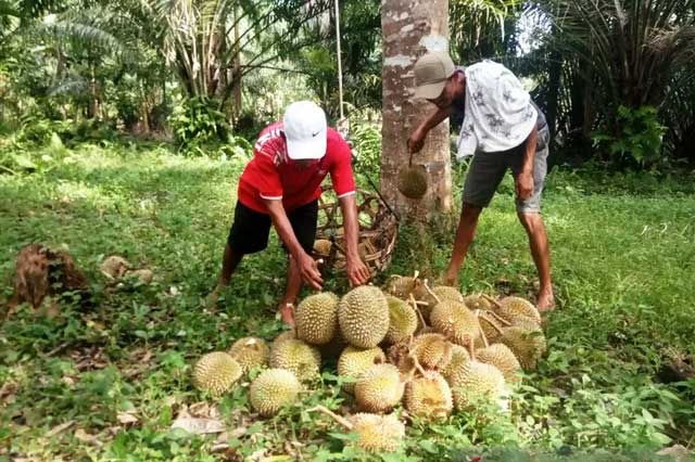 durian agam