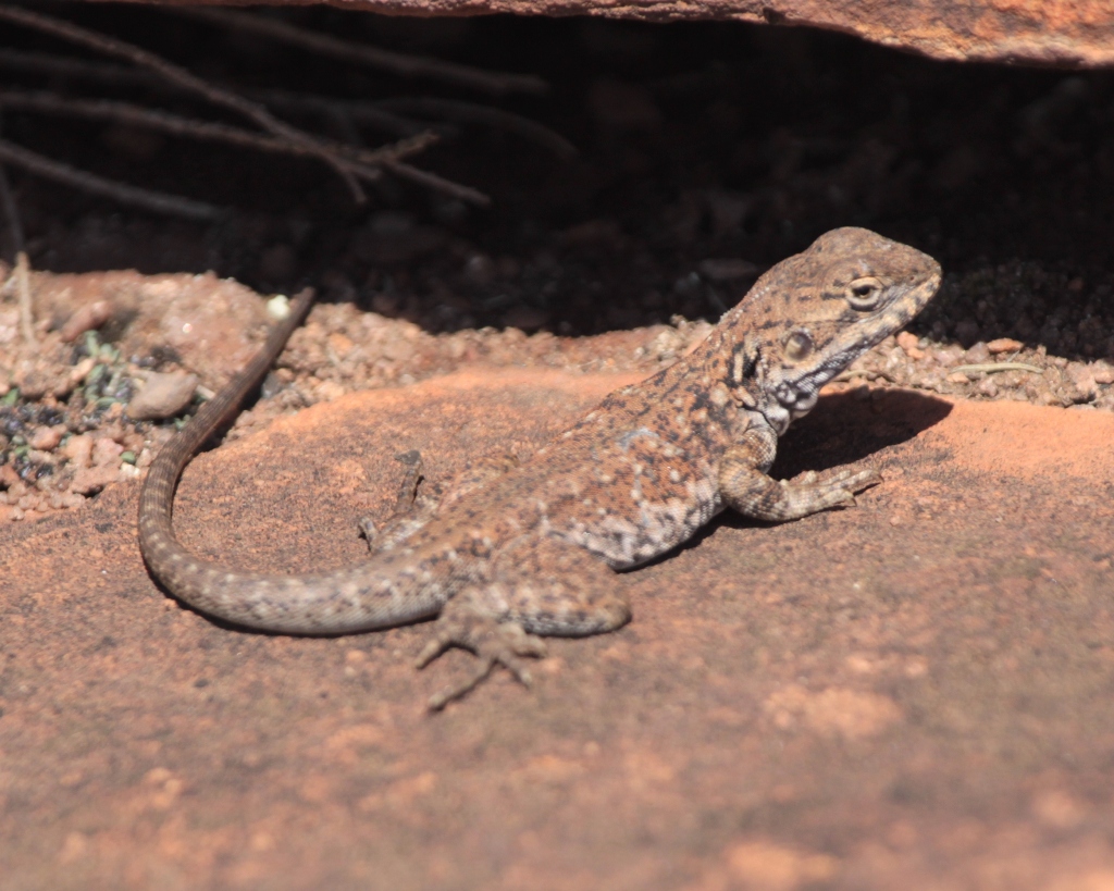 Tony's Photo Blog Whyalla Conservation Park