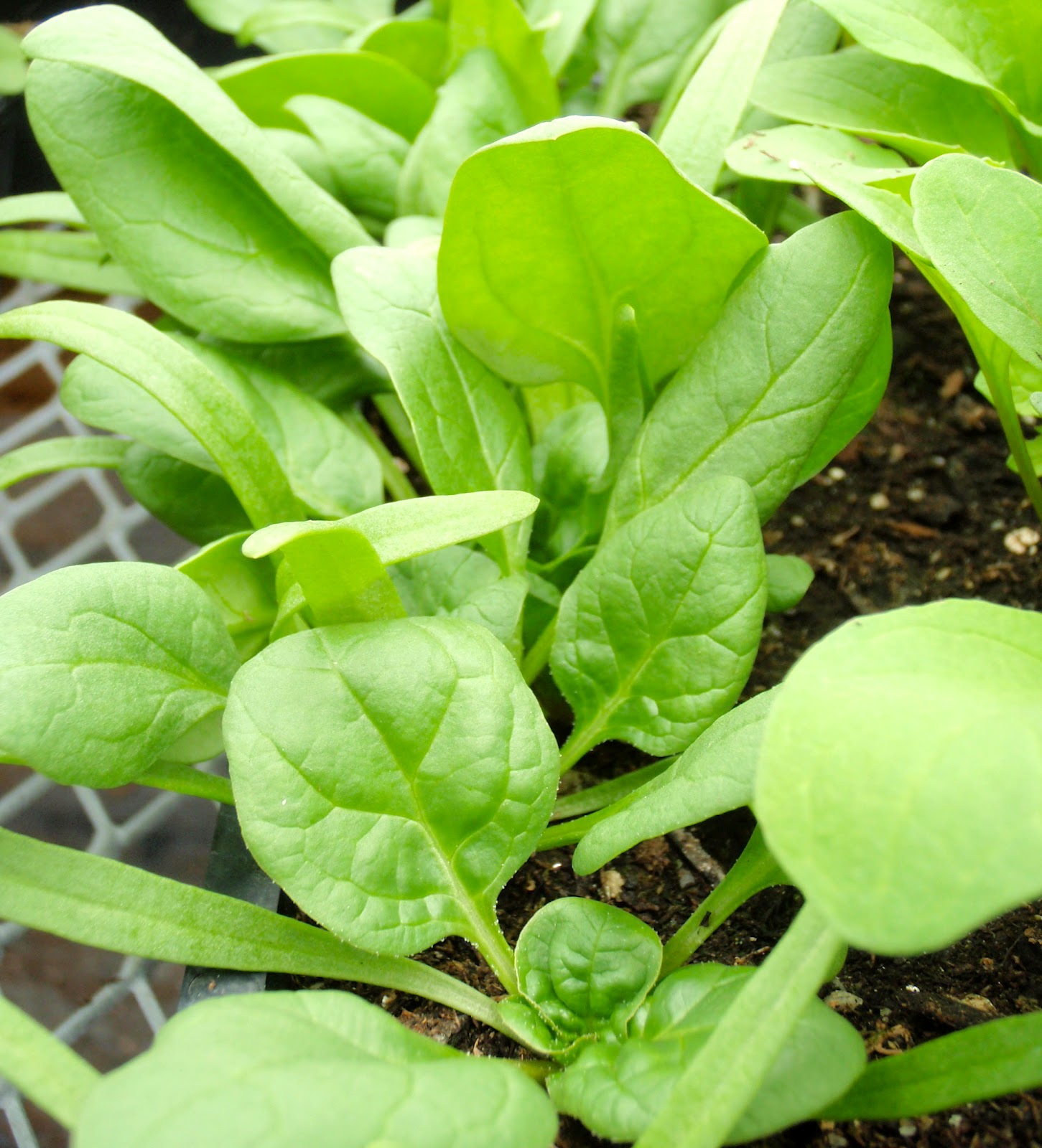 wintergreens: plant profile: spinach