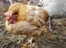 كيفية الوقايه من الإصابة بالكوكسيديا كيفية الوقايه من الإصابة بالكوكسيديا