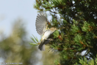 Mosquiter pàl·lid (Phylloscopus bonelli)