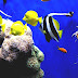 Marine Biology - Fish Life In The Ocean