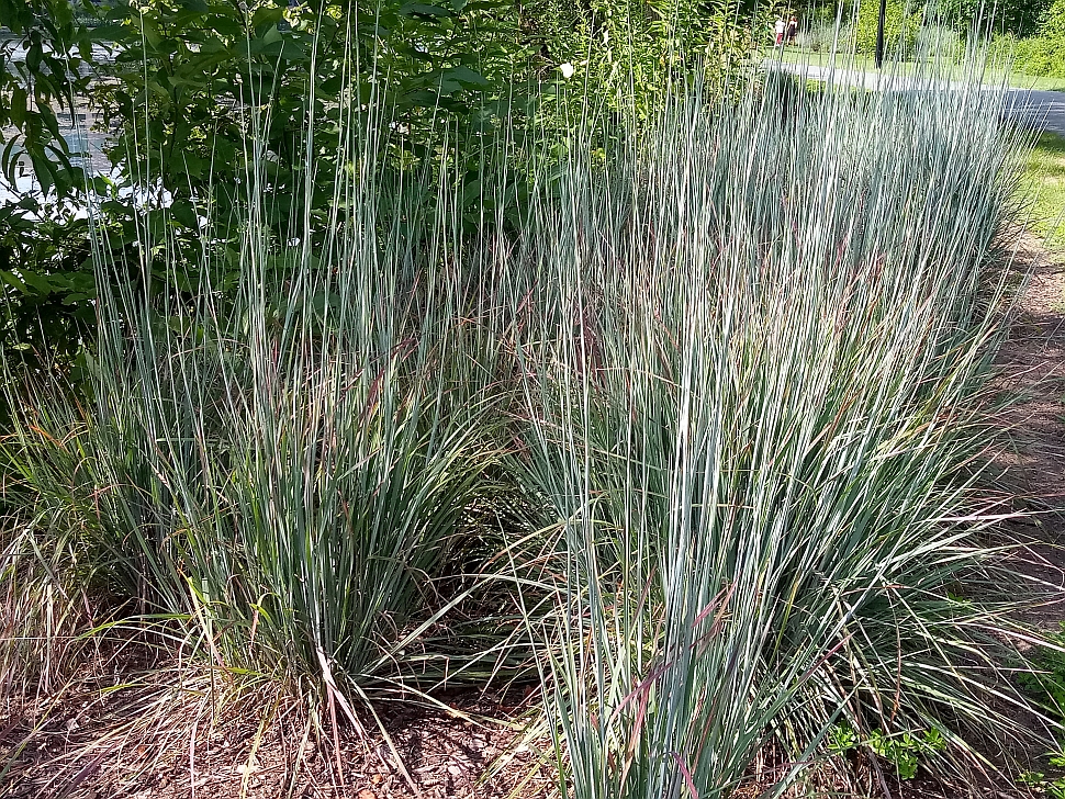 plantings with little blue stem grass plantings with little blue stem grass