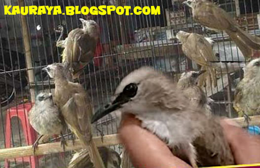 Perawatan Trucukan Bakalan Liar Agar Cepat Gacor Ngerol