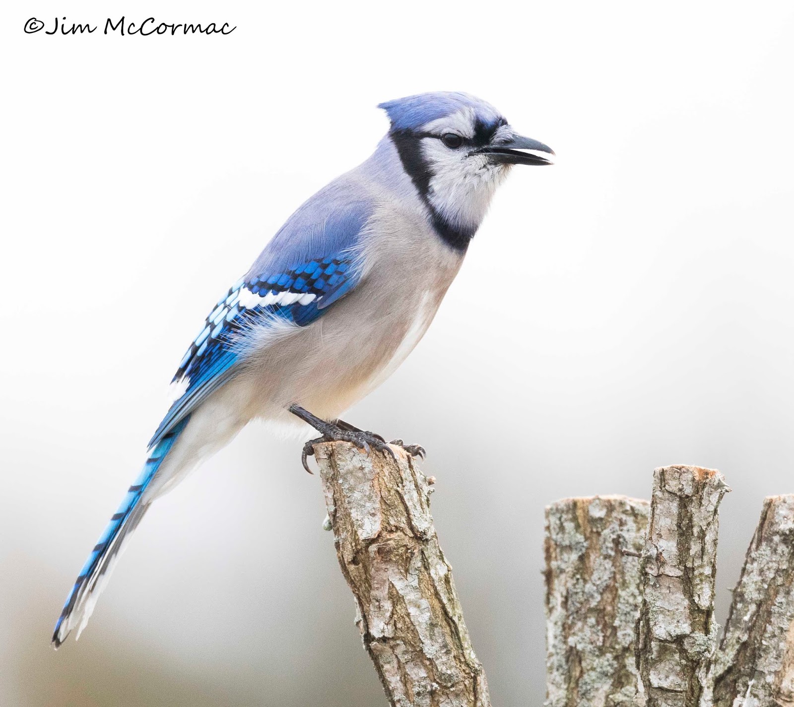 Ohio Birds and Biodiversity And now, a (partially) white blue jay!