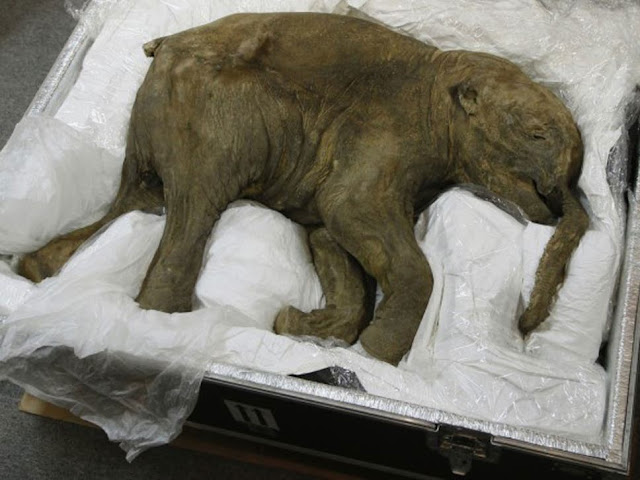 Permafrost Fossil, Ice Age Mammoth Perfectly Preserved