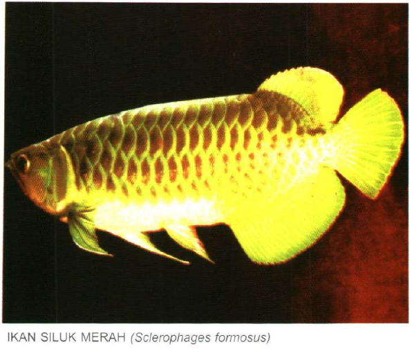 Sekilas Ikan Siluk Merah Sclerophages Formosus Aksilingkungan Com