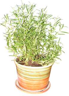 How to Plant Rosemary 2021 Care,Harvest By Backyard Garden Usa