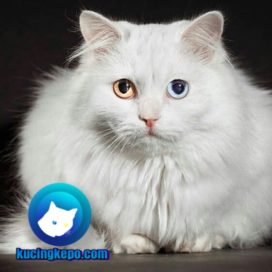 5 Jenis Kucing Paling Populer Di Indonesia Yang Paling Tepat Untuk