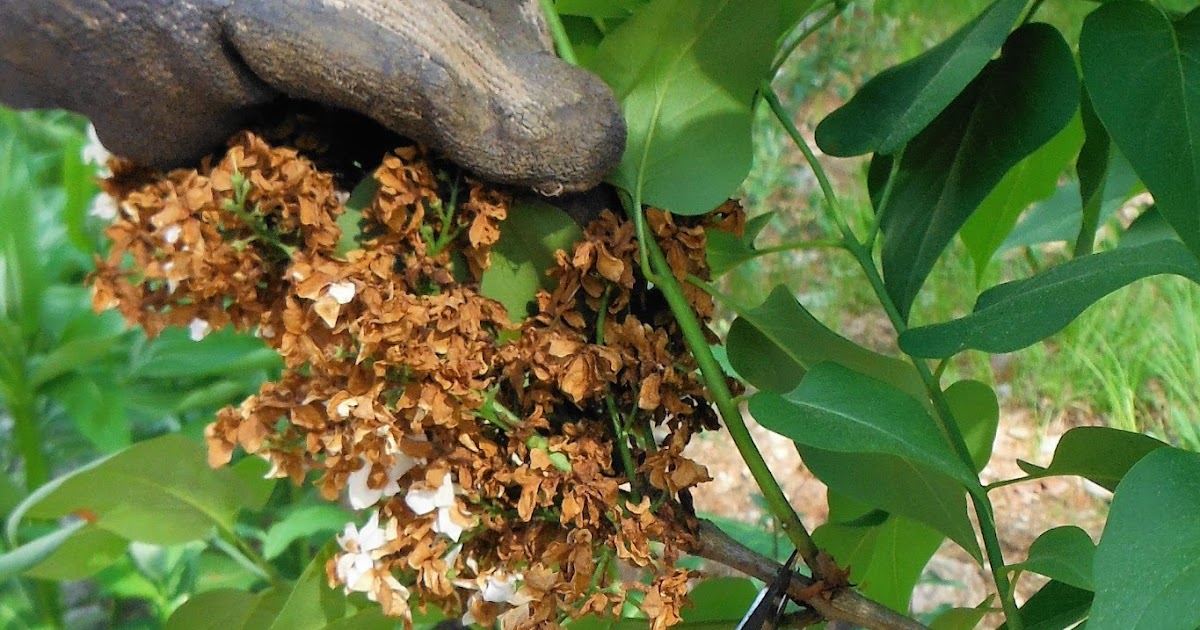 The Dracut Garden Club Remove those spent flowers
