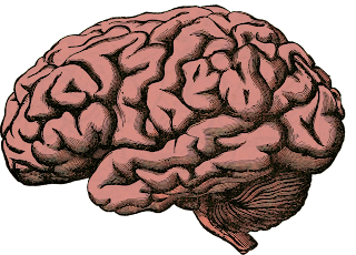 Imagen del cerebro