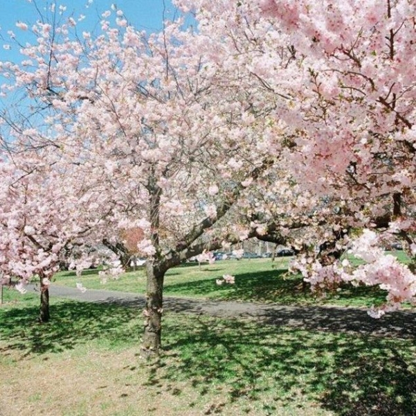 Endangered New Jersey Essex County Cherry Blossom Festival at Branch