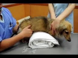 tratamento de massagem em cães