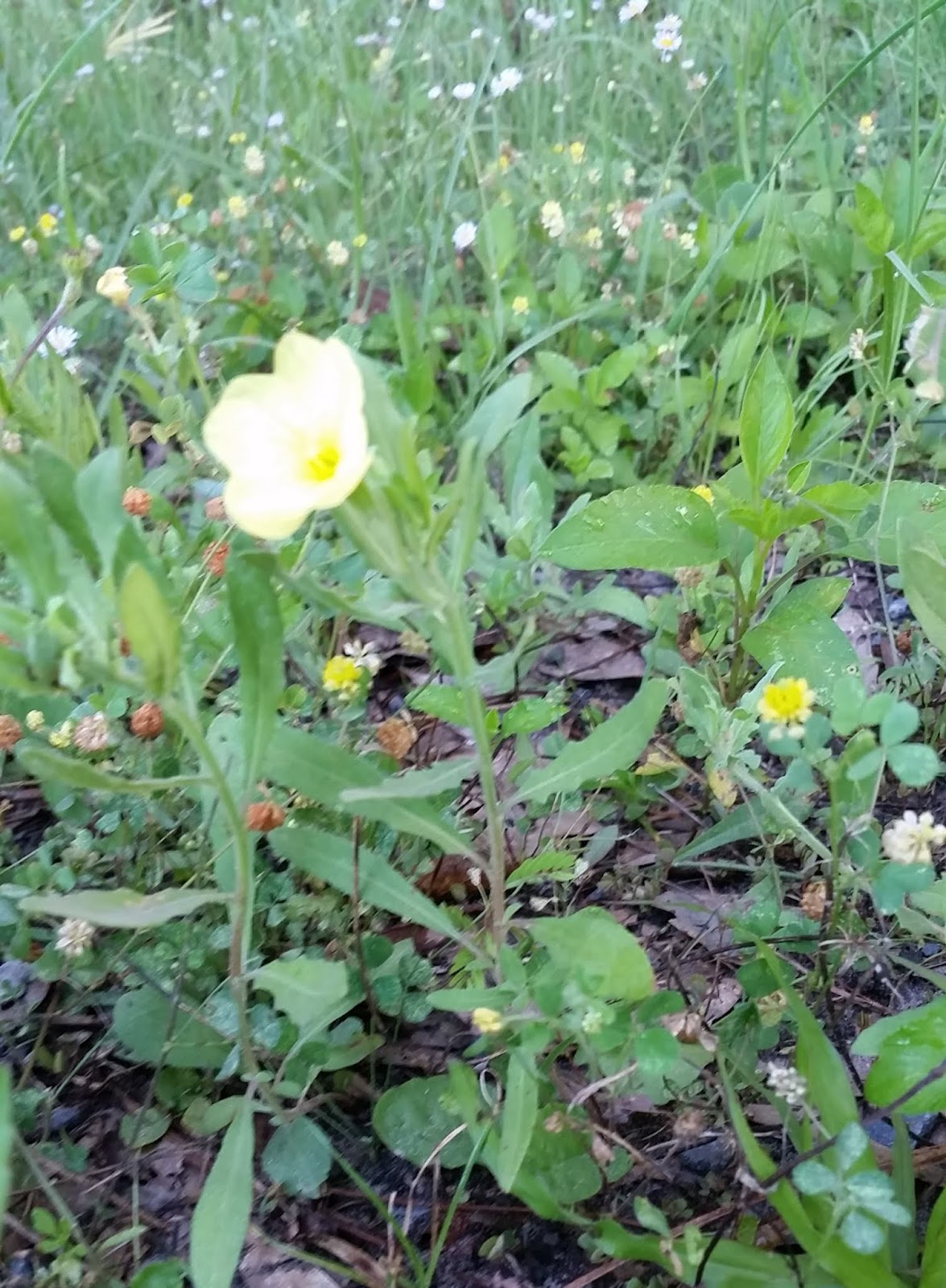 My North Florida Plants Cutleaf Evening Primrose