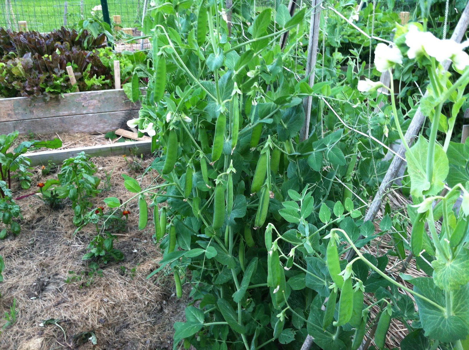 Bay State Kitchen Garden How to grow lots of peas