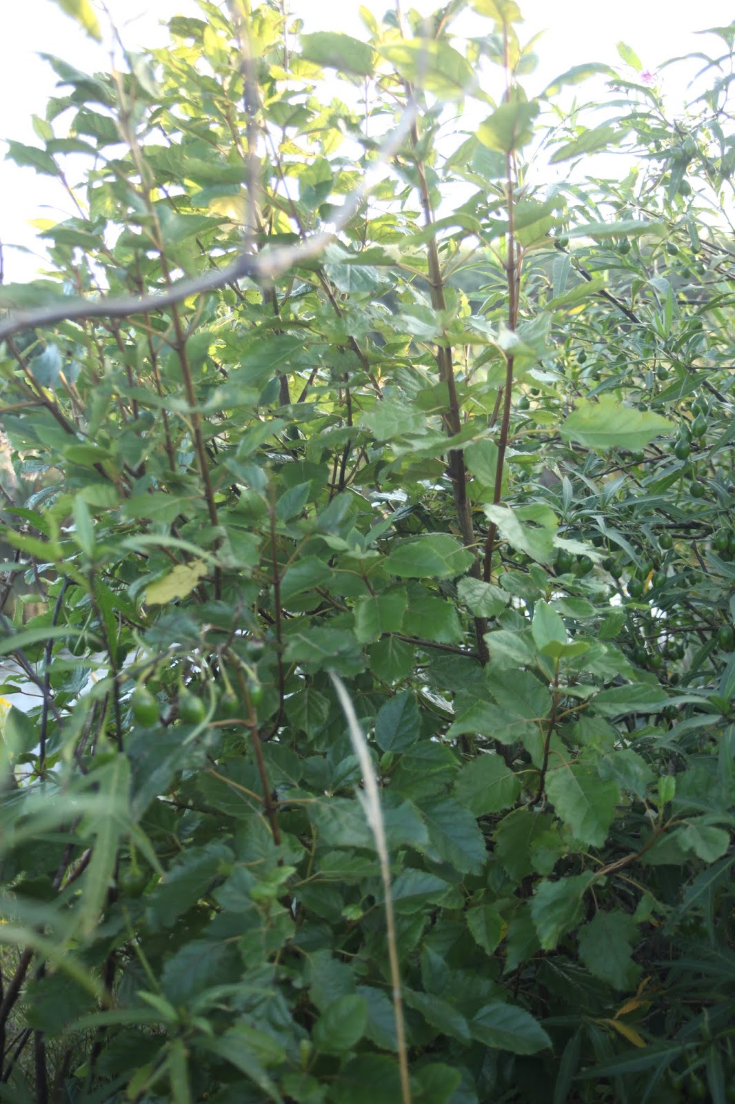 Boat Mulch Mahonia X Media Winter Sun