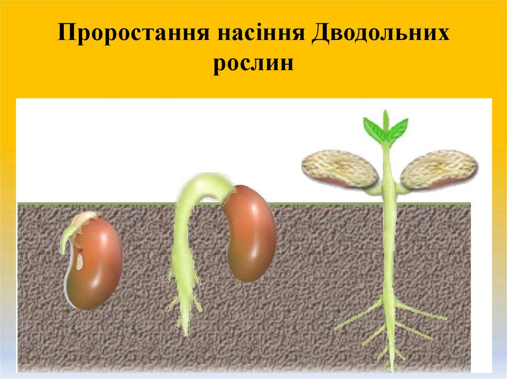 Главный корень зародыша развивается. Прорастание семян растений. Развитие растения из семени. Процесс прорастания семян. Процесс прорастания семян фасоли.