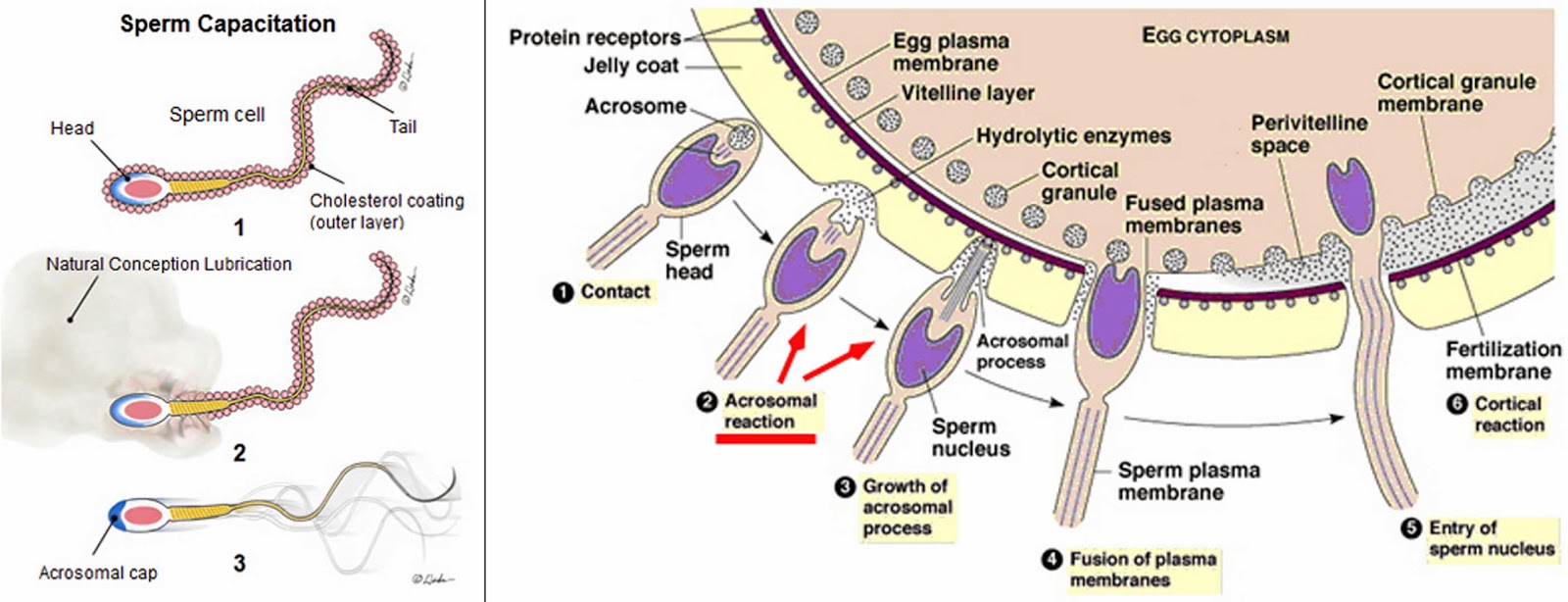 роль спермы в организме фото 24