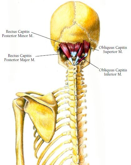 Rectus capitis posterior
