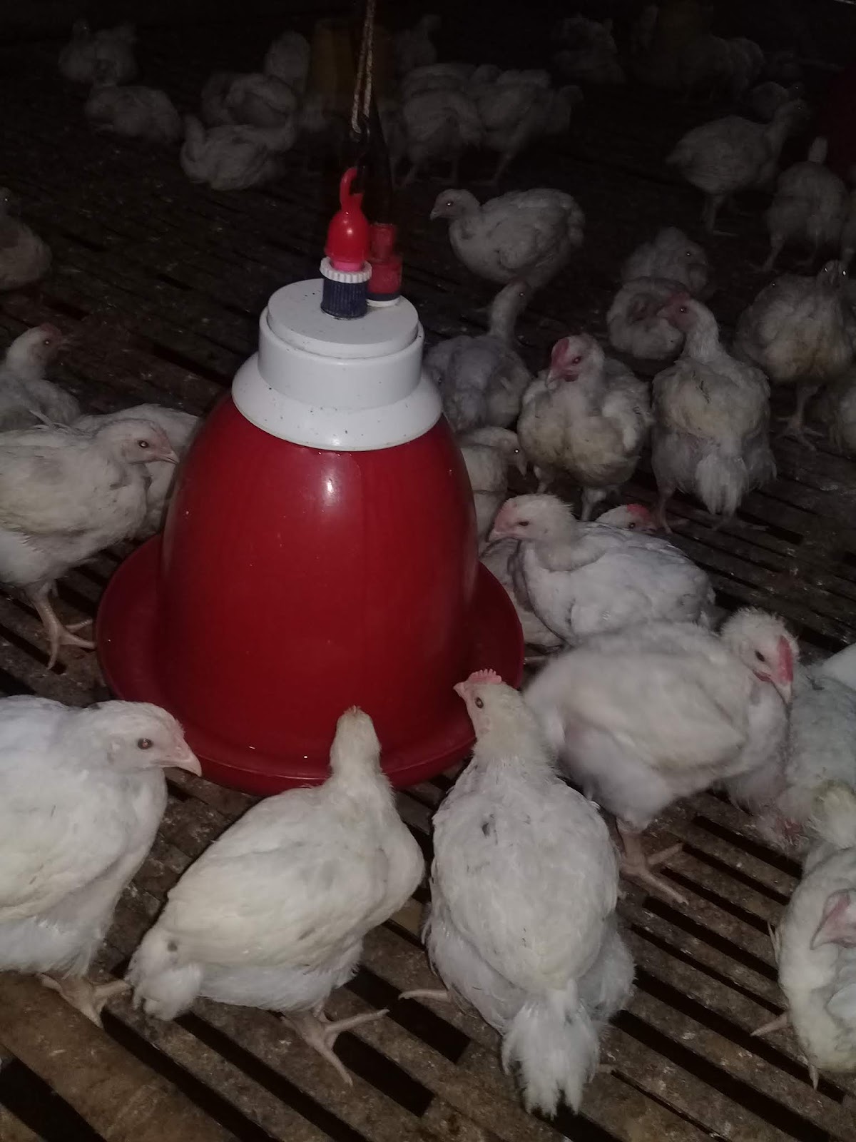 Hanya Dalam Beberapa Langkah Sukses Beternak Ayam Bloiler