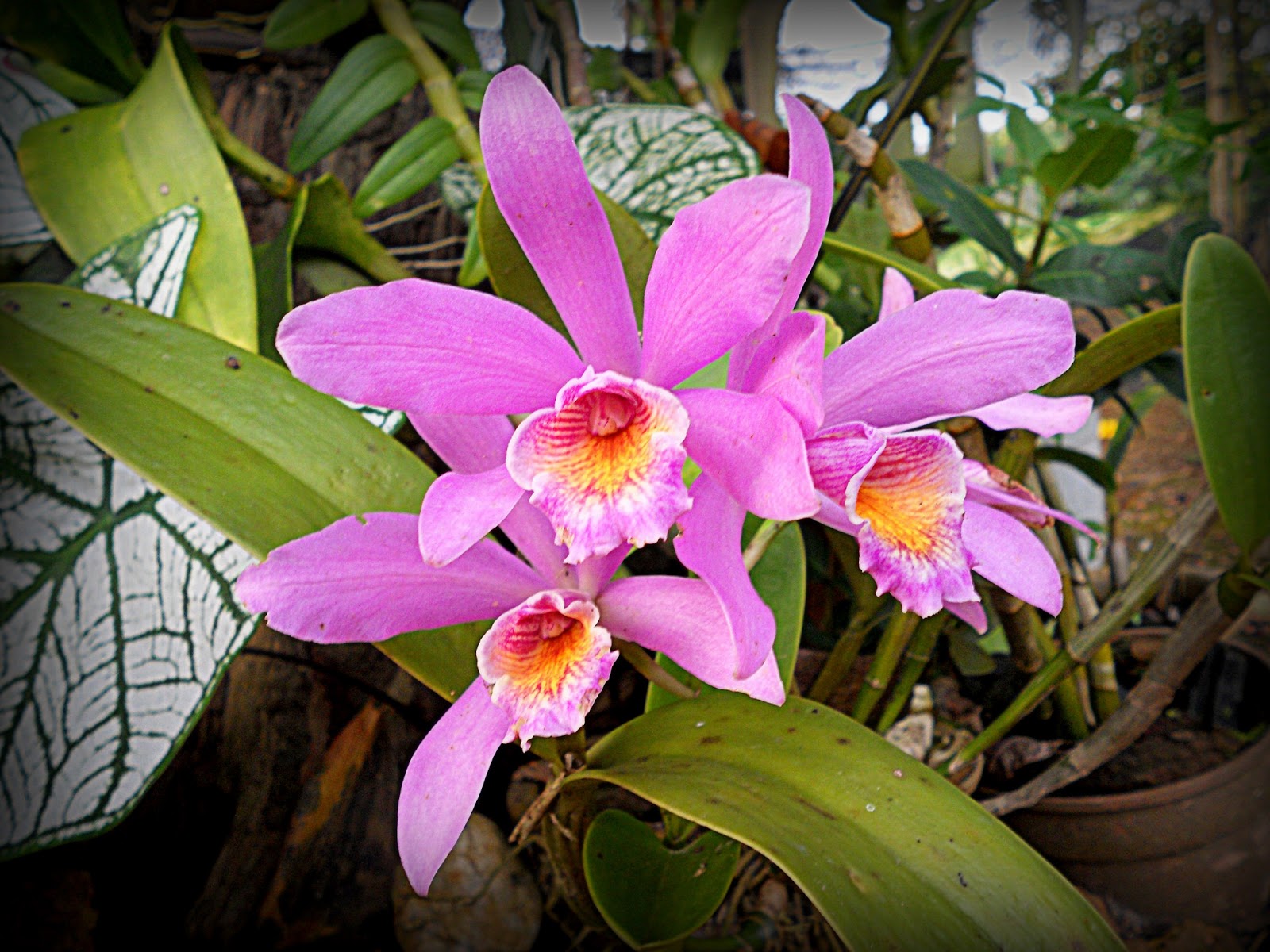 Keindahan Bunga  Orkid  Desa Relaks Minda