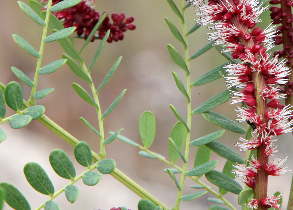 Fabaceae Leguminosae no Brasil Fabaceae Stryphnodendron pumilum Glaz.