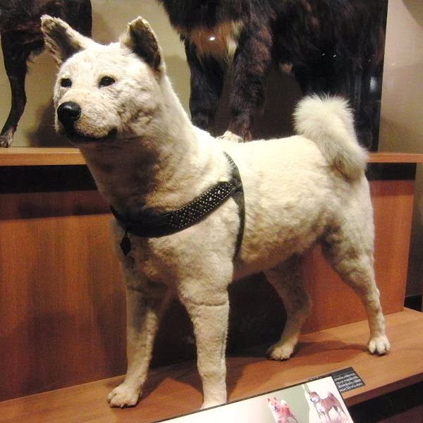 Story of a Famous dog in Japan Hachiko Smartphone Security