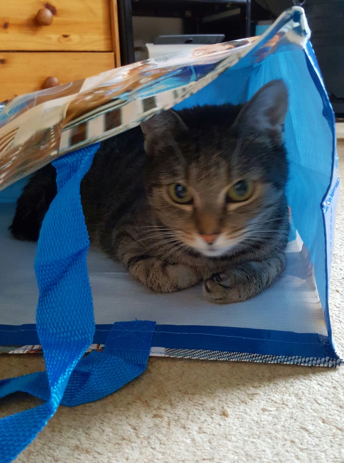 purina one bifensis test