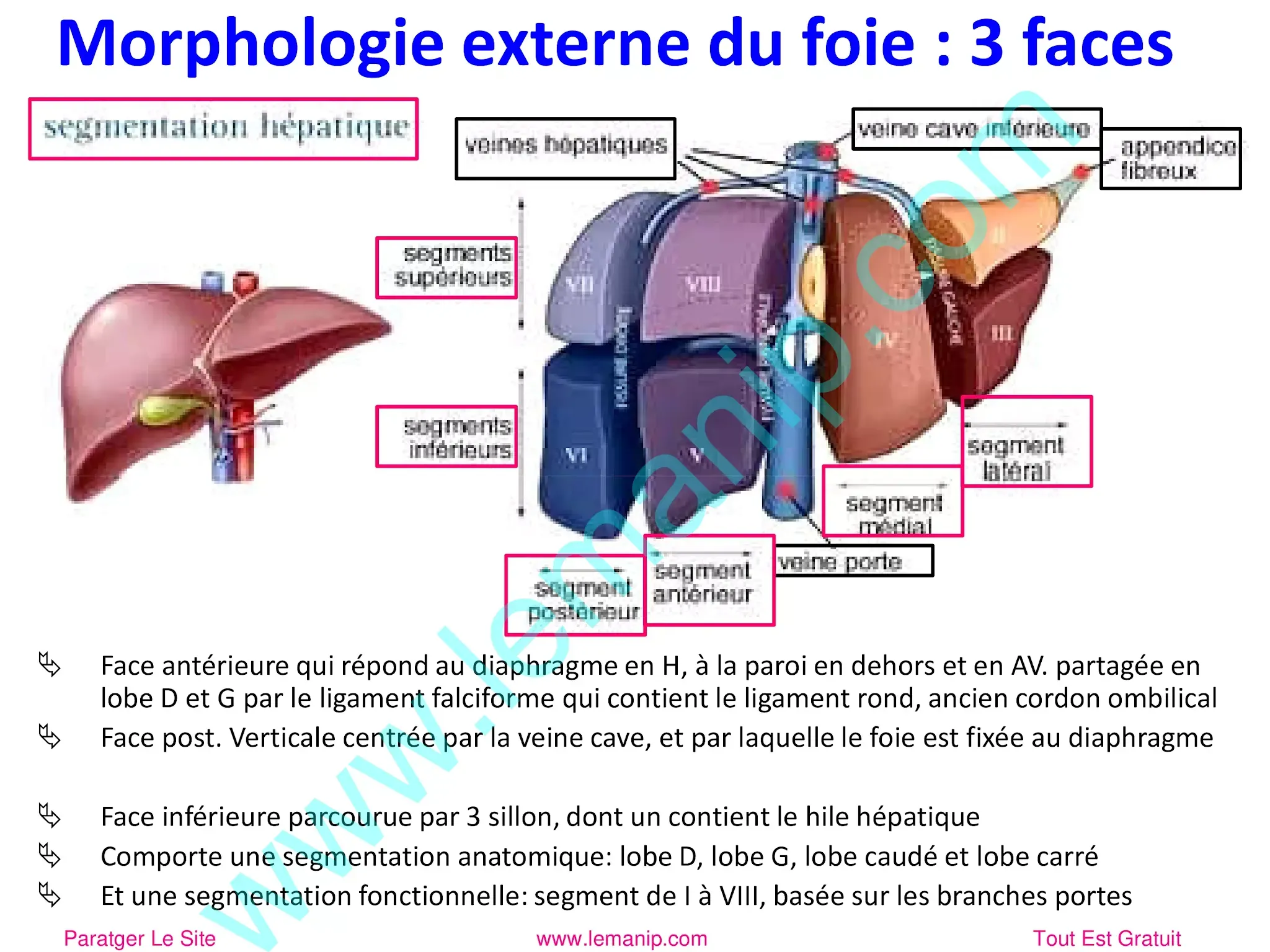 Morphologie externe du foie