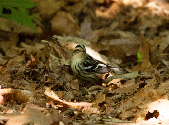 Black and White Warbler - Prospect Park, New York