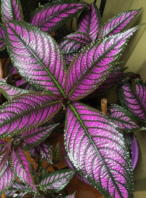 Tanaman hias daun Tanaman hias daun