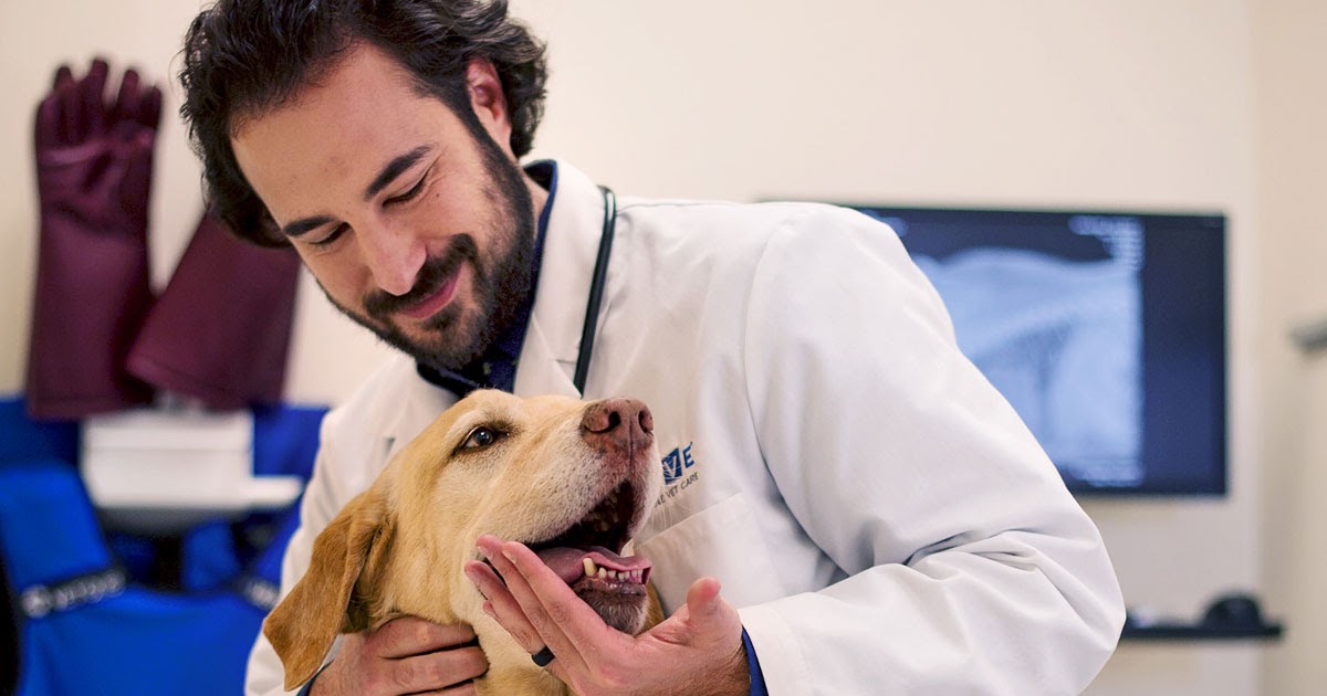 How to Choose Affordable Veterinarian for your Dog Doglopedix